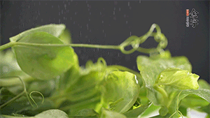 豌豆尖洗凈，切斷備用。