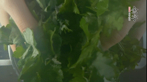 【面皮】1.鍋中水開(kāi)時(shí)，放挑揀好的艾草和一撮小蘇打，第一遍煮開(kāi)后倒掉，重新加水大火煮開(kāi)后，小火煮1小時(shí)。煮爛的艾草用紗布瀝干。