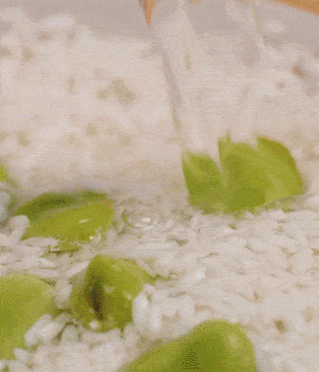 鍋底抹油，將淘洗干凈的大米，加蠶豆、清水，蓋蓋中火煮。